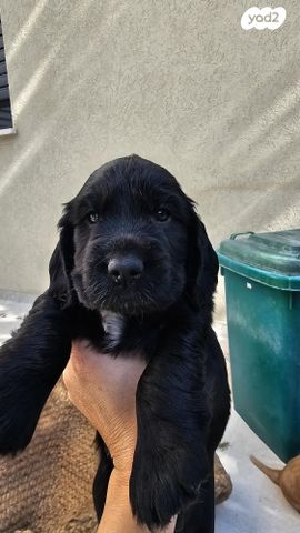 כלב קוקר ספניאל