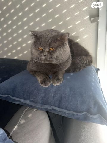 תמונת מודעה - חיות מחמד