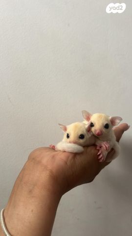 מכרסם סנאי מעופף \ שוגר