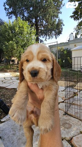 כלב קוקר ספניאל