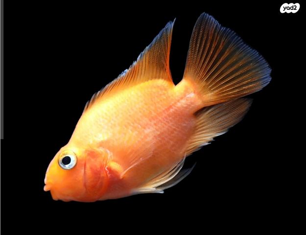 דג ציקלידים