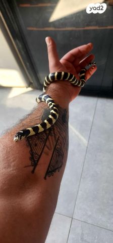 זוחל קינג סנייק