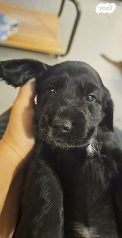 כלב קוקר ספניאל