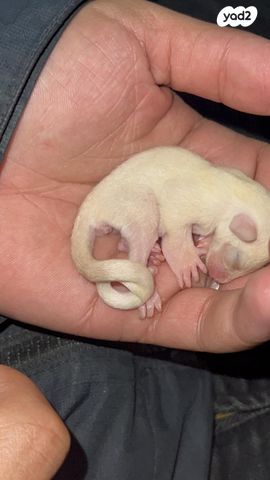 מכרסם סנאי מעופף \ שוגר