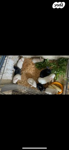 מכרסם ארנב ננסי