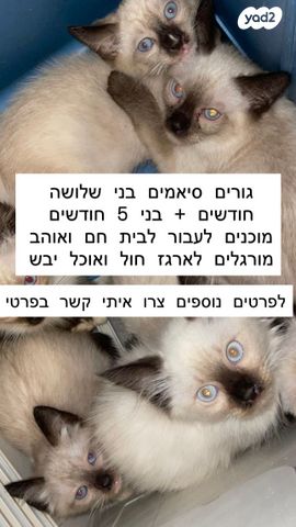 חתול סיאמי