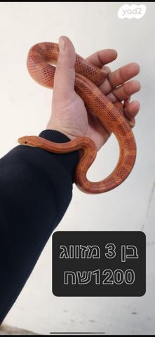 זוחל כרכן תירס