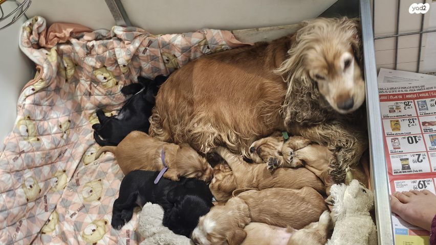 כלב קוקר ספניאל