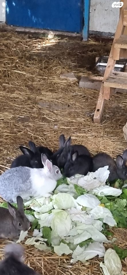 מכרסם ארנב \ שפן