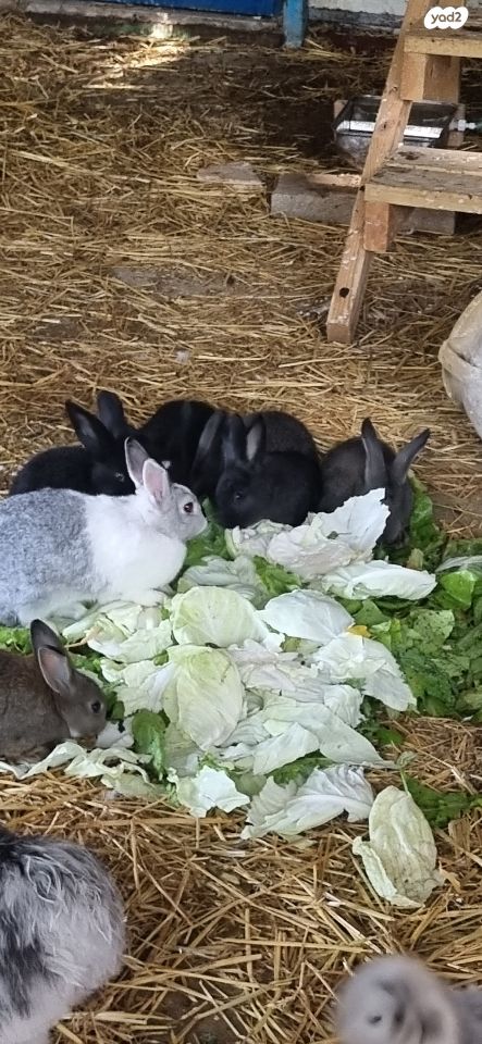 מכרסם ארנב \ שפן