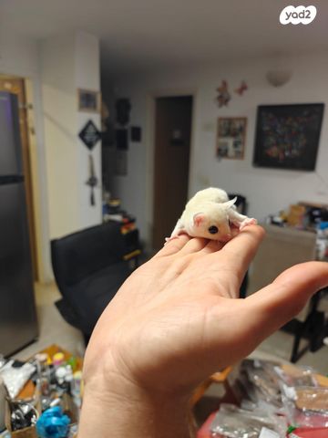 מכרסם סנאי מעופף \ שוגר