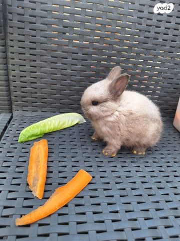 מכרסם ארנב ננסי