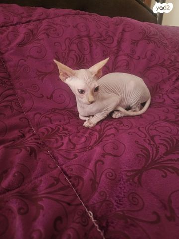 תמונת מודעה - חיות מחמד