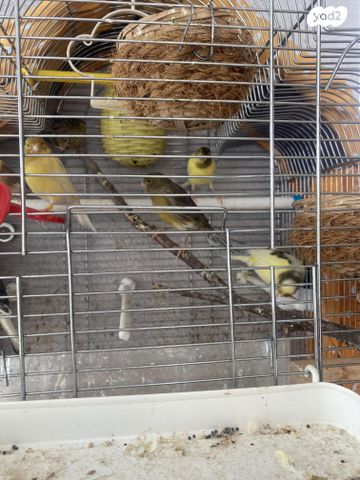 תמונת מודעה - חיות מחמד