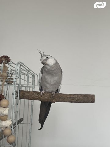 תמונת מודעה - חיות מחמד