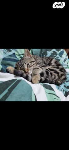 תמונת מודעה - חיות מחמד