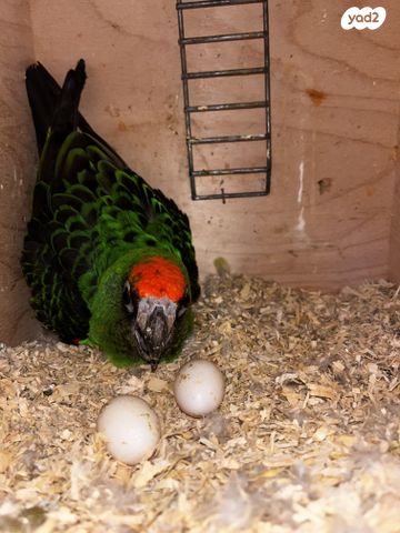 תמונת מודעה - חיות מחמד