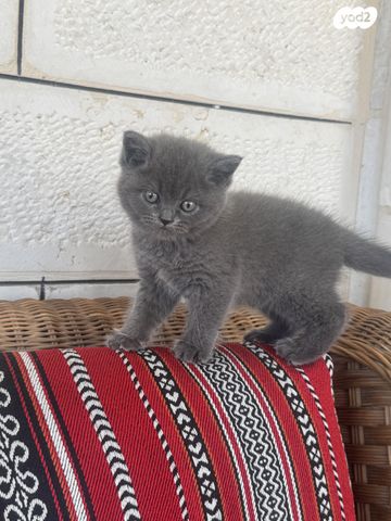 תמונת מודעה - חיות מחמד