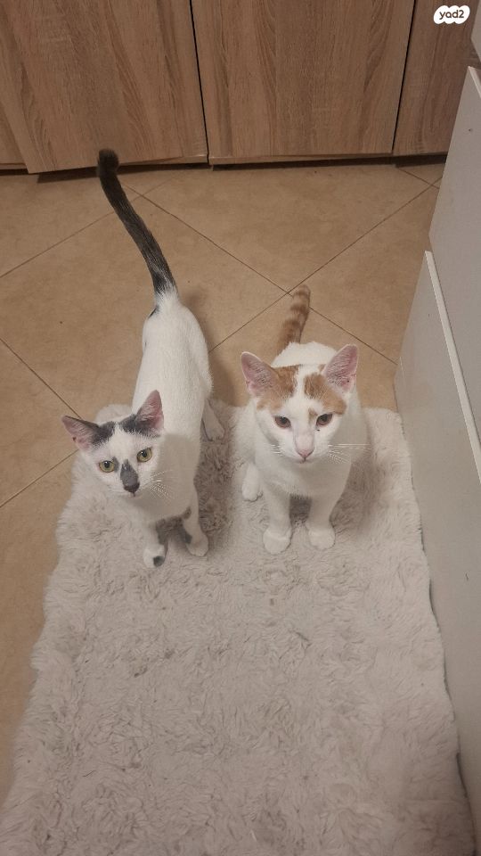 תמונת מודעה - חיות מחמד