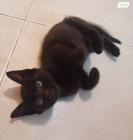 תמונת מודעה - חיות מחמד