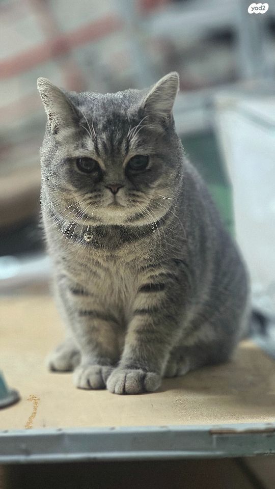 תמונת מודעה - חיות מחמד