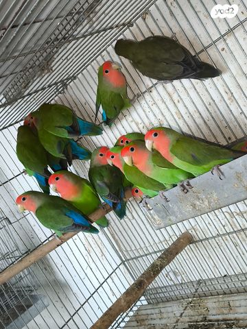 תמונת מודעה - חיות מחמד