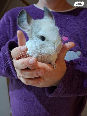 תמונת מודעה - חיות מחמד