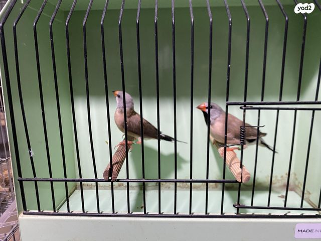 תמונת מודעה - חיות מחמד