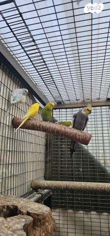 תמונת מודעה - חיות מחמד