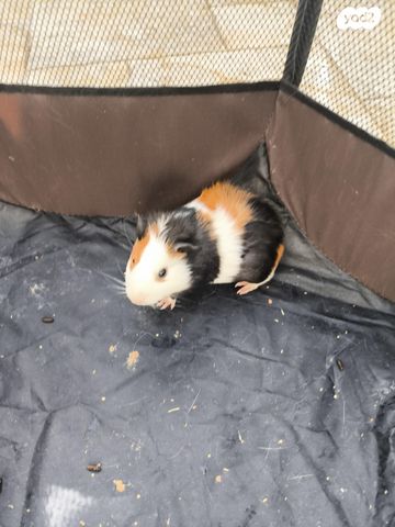 תמונת מודעה - חיות מחמד