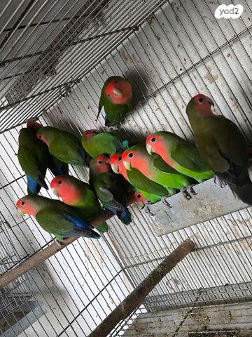 תמונת מודעה - חיות מחמד