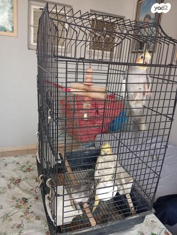 תמונת מודעה - חיות מחמד