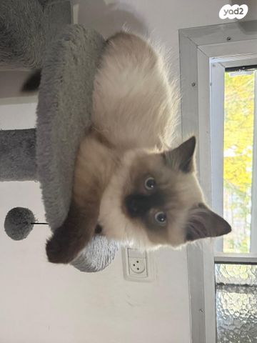 תמונת מודעה - חיות מחמד