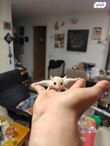 תמונת מודעה - חיות מחמד