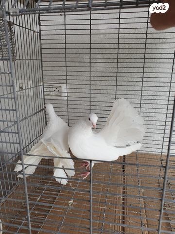 תמונת מודעה - חיות מחמד