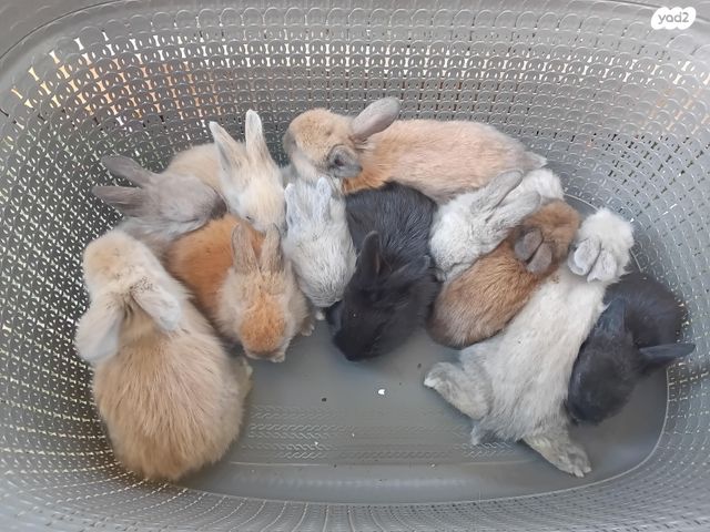 תמונת מודעה - חיות מחמד