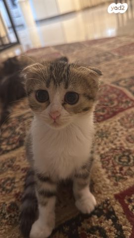 תמונת מודעה - חיות מחמד