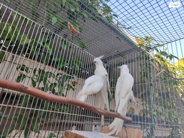 תמונת מודעה - חיות מחמד