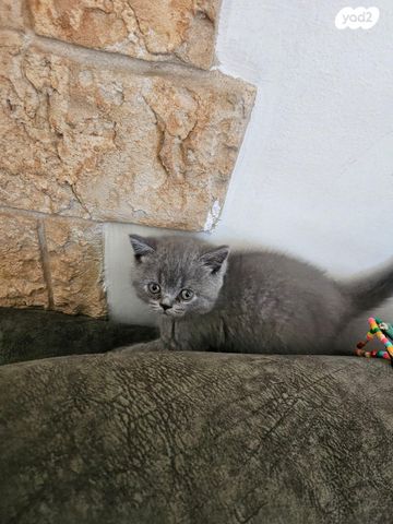 תמונת מודעה - חיות מחמד