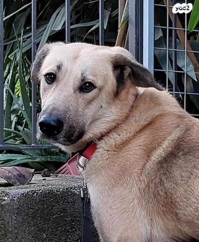 תמונת מודעה - חיות מחמד