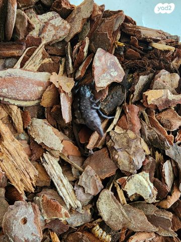 תמונת מודעה - חיות מחמד