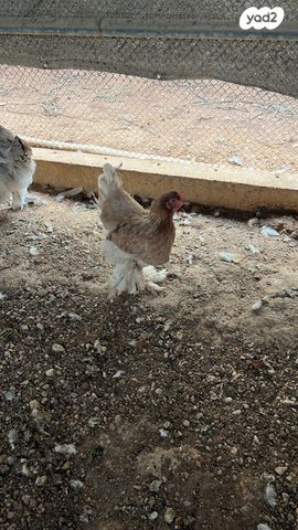 תמונת מודעה - חיות מחמד