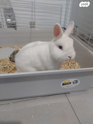 תמונת מודעה - חיות מחמד