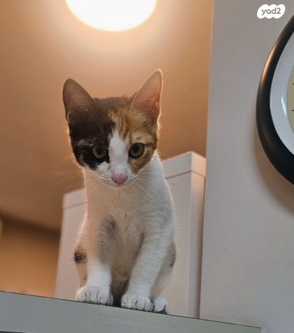 תמונת מודעה - חיות מחמד