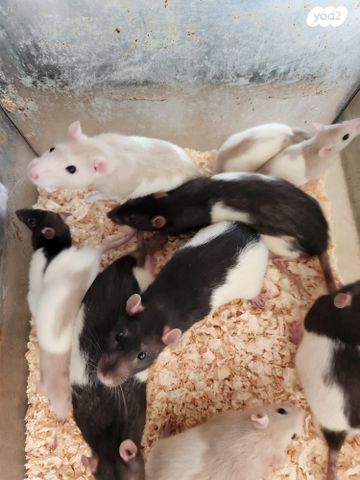 תמונת מודעה - חיות מחמד