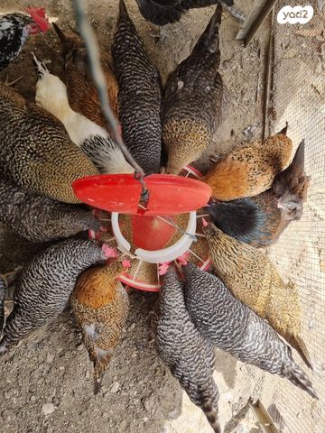 תמונת מודעה - חיות מחמד