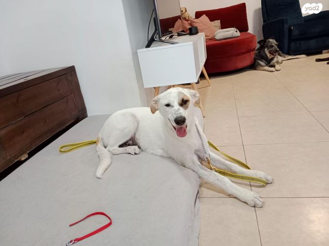 תמונת מודעה - חיות מחמד