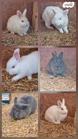 תמונת מודעה - חיות מחמד