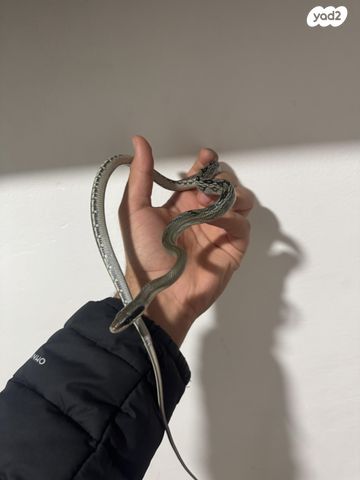 תמונת מודעה - חיות מחמד