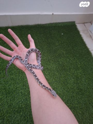 תמונת מודעה - חיות מחמד